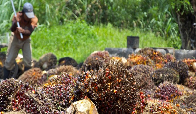 Plantations International Palm Oil