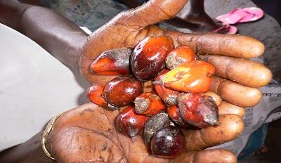 Palm oil fruit held in a child worker's hands - courtesy of OneVillage/Flickr