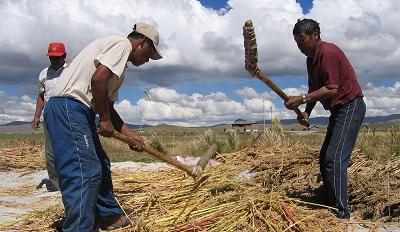 "Camino a Puno Golpeando quinoa" by Michael Hermann - Own work. Licensed under CC BY-SA 3.0 via Commons