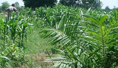 A Colombian worker surrounded by young African palm trees (Credit: CIMMYT)