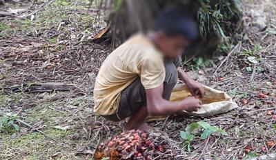 Child gathering palm oil fruit