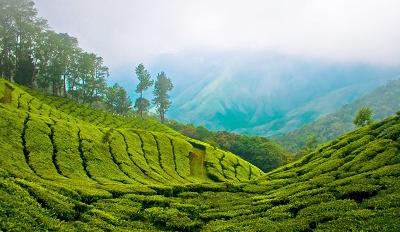 Munnar Top Station, India - via Wikimedia Commons