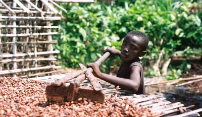 Child raking cocoa in Cote d'Ivoire