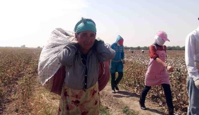 2014 Uzbek cotton harvest