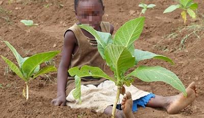 Child in tobacco field