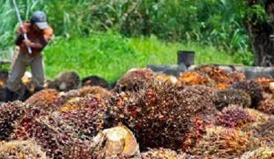 Palm oil fruit harvest, Malaysia. Photo by Craig Morey