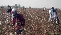2014 Uzbek cotton harvest